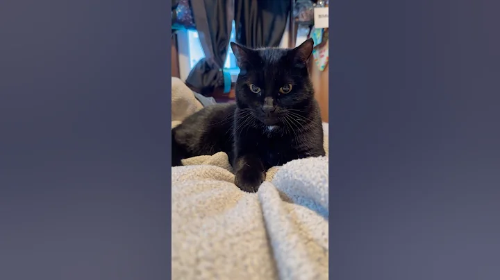 Video 11690971: funny cat compilation, perfect cat, cat cute adorable, cute cats smiling, cat lovers