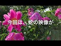 【閲覧注意】蛇がツバメの巣を狙っておりました!