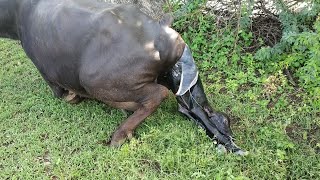 Murra buffalo delivery time processing