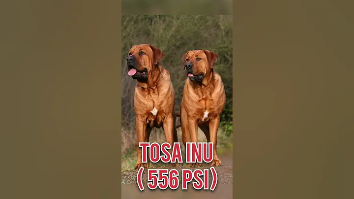 Top 10 Dog Breeds With the Strongest Bite Force 🦁 | #shorts #strongest #bite #force #dog #breeds