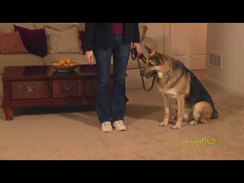 how-to-teach-your-dog-the-leave-it-command-for-dummies