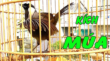 Khướu bạc má MÚA HÓT buổi sáng cực sung/Kích khướu nhà bạn nhanh MÚAy/luyện khướu múa xòe cánh