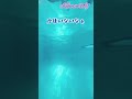 プールで水中撮影！リングをとれっ！！アメリカ小学生かほかりん #shorts