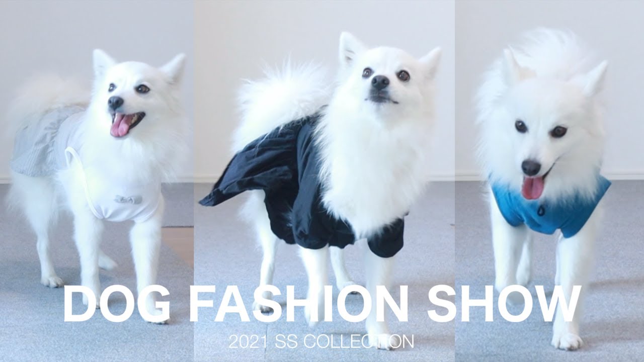 プレゼント企画 3000人ありがとう かわいい日本スピッツグッズをプレゼントします Youtube