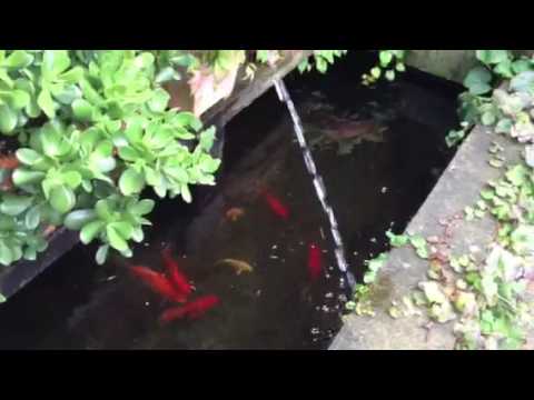 Paul talbot giving advice to a goldfish pond with algae