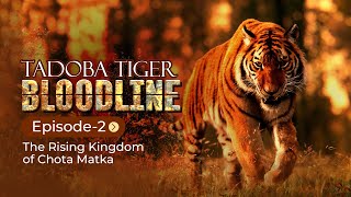 BLOODLINE OF TADOBA TIGERS | CHOTA MATKA | MAYA | WAGHDOH | MATKASUR | EP-2 | TADOBA TIGER RESERVE