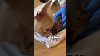 🦊 Fox Rescued After Being Trapped Under Thick Ice#foxrescue #animalrescue #nature