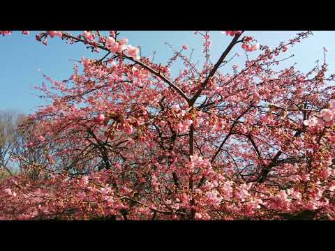 【早春の便り】代々木公園からの河津桜 2019/02/23