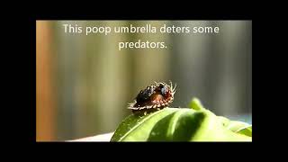 Palmetto Tortoise Beetle Larva
