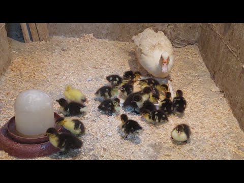 حطيت البطة مع ولادها الصغيرين بعد الفقس مباشرة والمنظر الى شفتوا بجد سبحان الله 