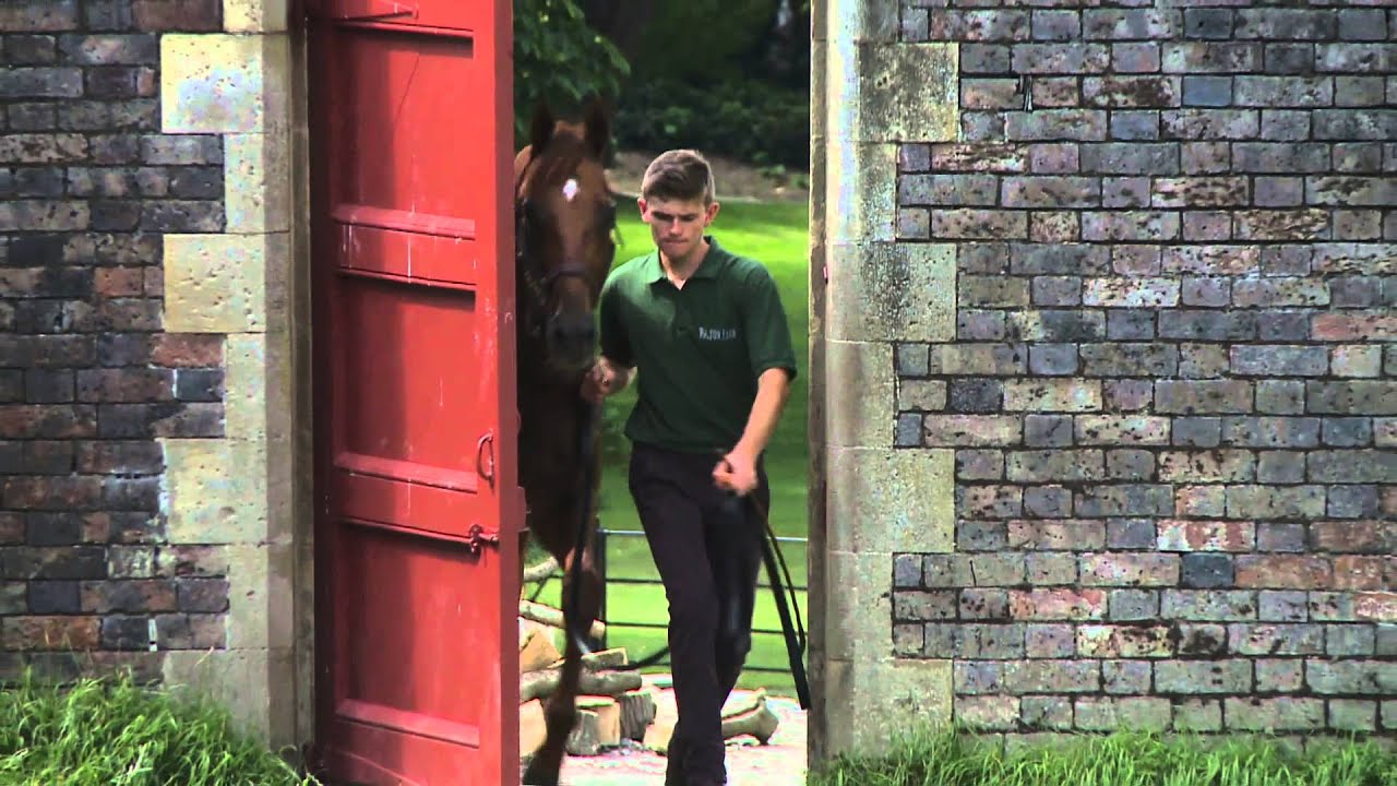 Universal, a new stallion, standing at Yorton Farm Stud - UK 2015