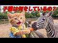 【感動】ここにゃん、憧れの動物園で飼育員デビュー！✨初めてのお給料で買った宝物に涙…🥹🦒🐘💖
