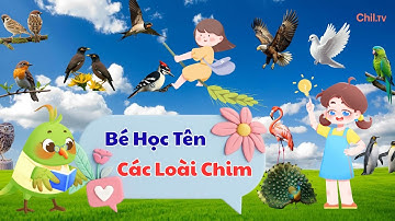 Bé Học Tên Các Loài Chim Vui Nhộn Dễ Nhớ | Thế Giới Chim Muôn Màu | Video Giáo Dục Thiếu Nhi