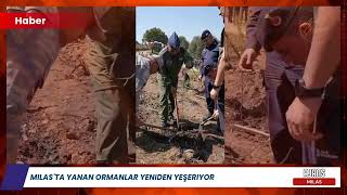Milasta Yanan Ormanlar Yeniden Yeşeriyor