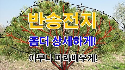반송전지 둥근소나무전지 초보들을 위하여 상세하게1