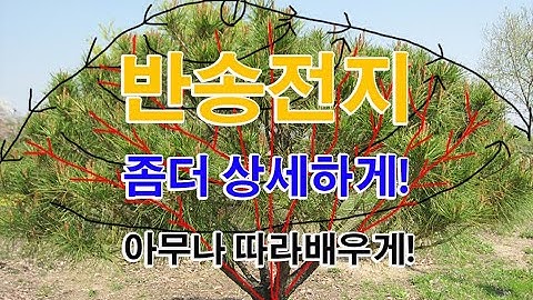 반송전지 둥근소나무전지 초보들을 위하여 상세하게1