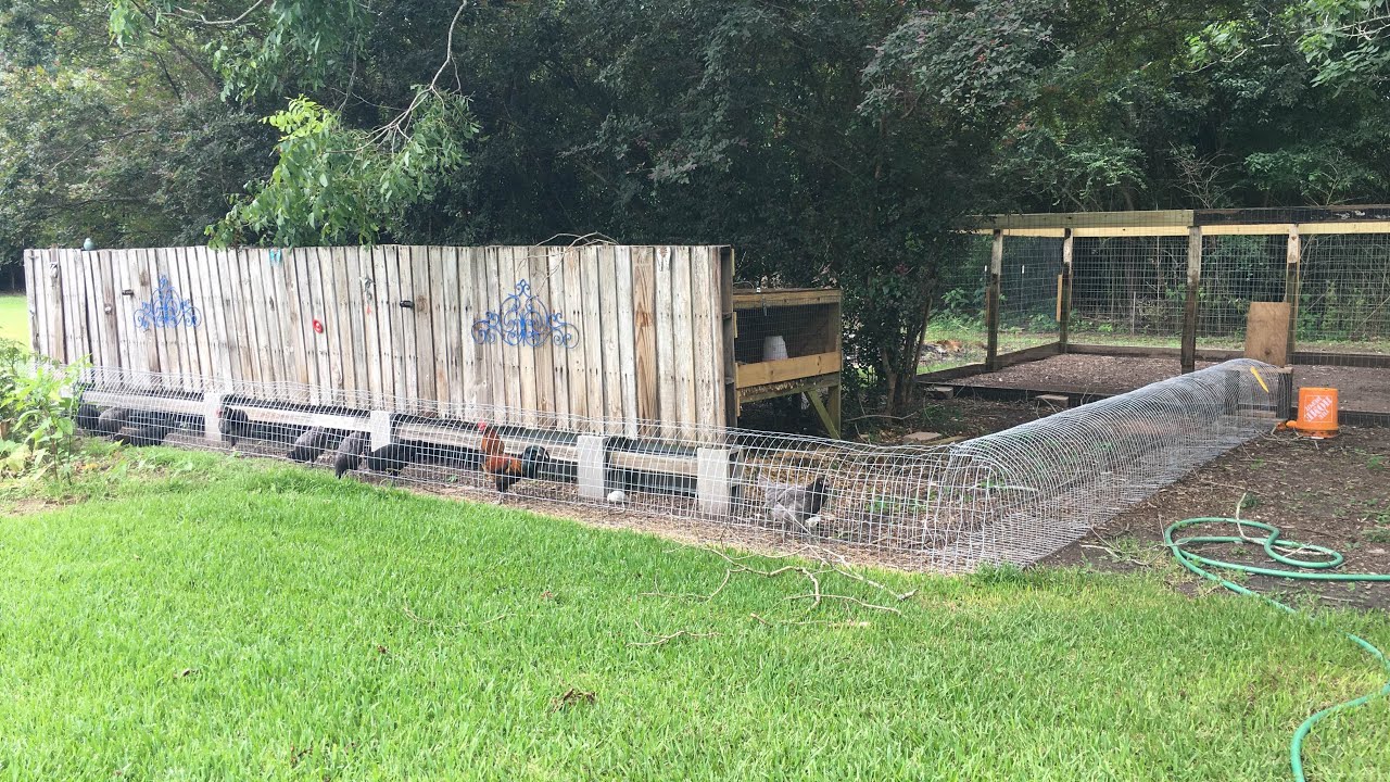 Best Chicken tunnel ever! YouTube