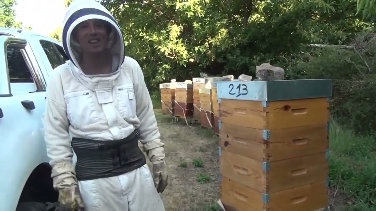 APICULTURE. E21 Belle miellée aux Châtaigniers, 4èmes hausses ! | Produire du miel de Châtaignier