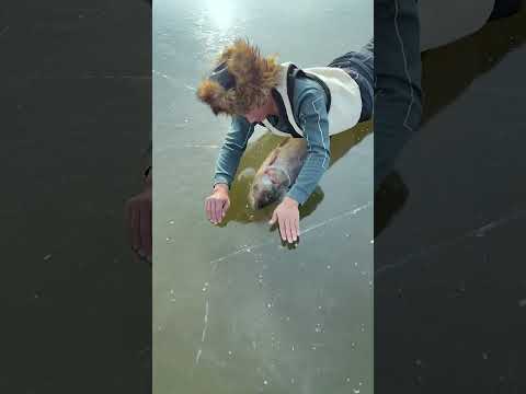 Lies on snow fish, to pic😮