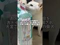 お兄ちゃんとの再会をおトイレシートに邪魔され大変ご立腹なご様子の柴犬 #shorts #柴犬 #犬 #dog