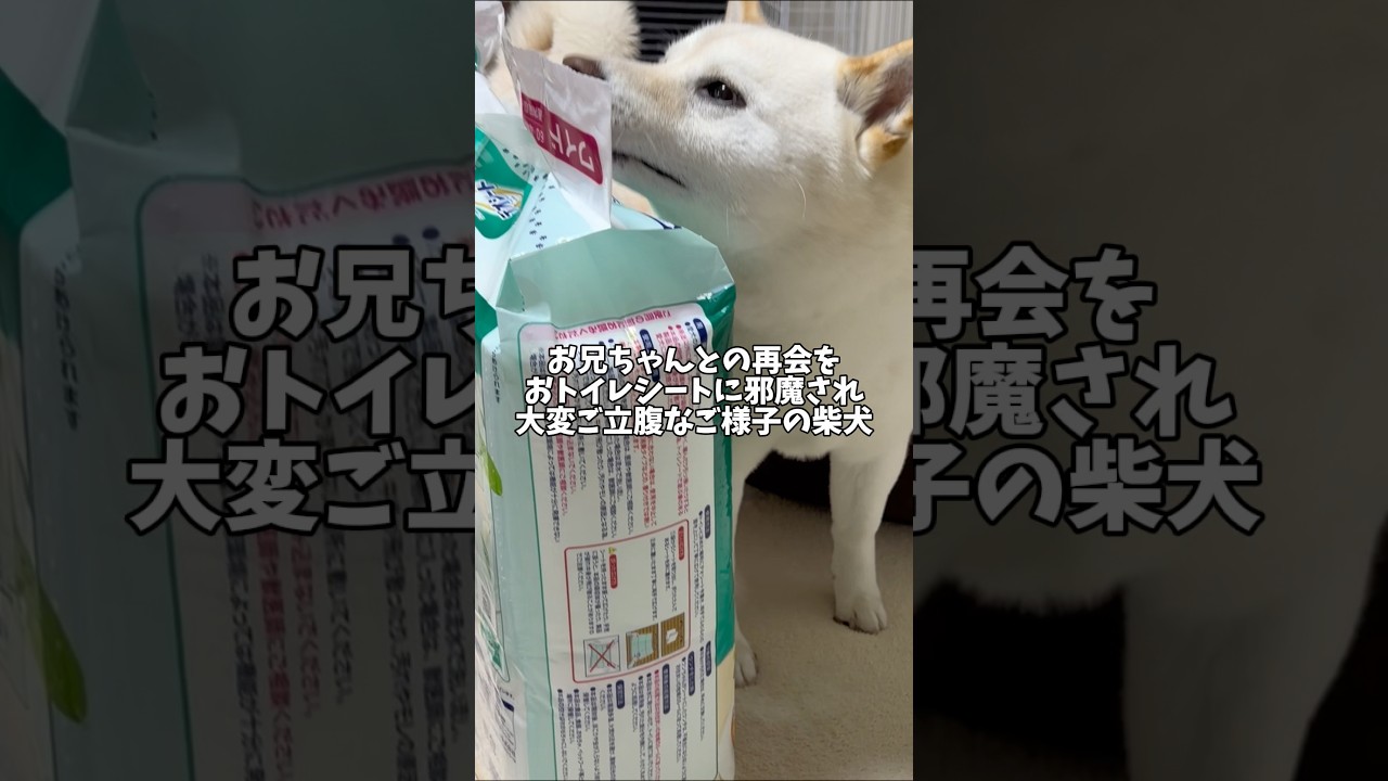 お兄ちゃんとの再会をおトイレシートに邪魔され大変ご立腹なご様子の柴犬 #shorts #柴犬 #犬 #dog