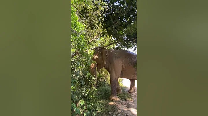 Look like Chi Mean she want to take it down 🐘🥰❤️ #elephant #keffamily #babyelephant #kef #chimean