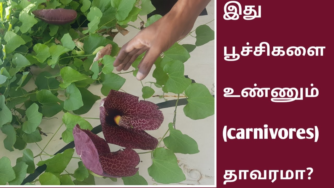 பூச்சி பிடிக்கும் தாவரம் Pelican Flower How to Grow Swan Flower