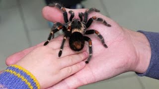 Выставка гигантских пауков открылась в Сергиевом Посаде
