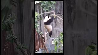 Stupid Panda 😂🐼