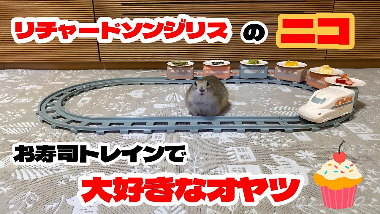 リチャードソンジリスのニコに、3coinsで購入したお寿司トレインでオヤツをあげてみました。