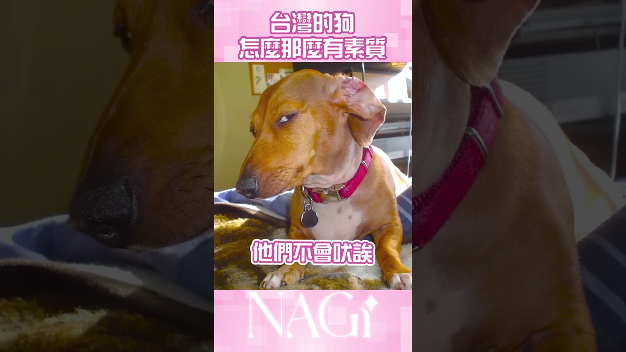 台灣的狗都很有禮貌 #精華剪輯 #馬來西亞vtuber #vtuber #马来西亚vtuber | MYViki