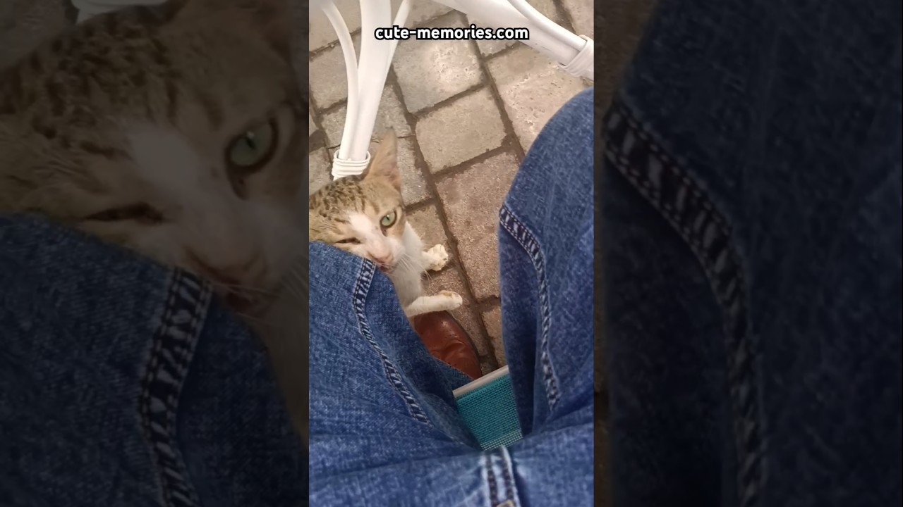 Cat 🐈 wants to be friend in Miracle Garden 🌺 Dubai #dubaifun #miraclegarden