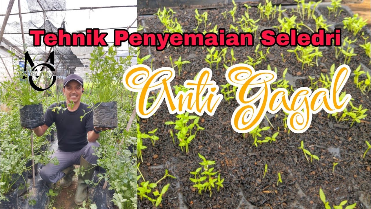 Tehnik Penyemaian Seledri Anti Gagal