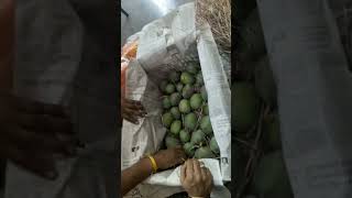 ripening #villagelifestyle ##naturelovers 🥰🤩mangoes😋