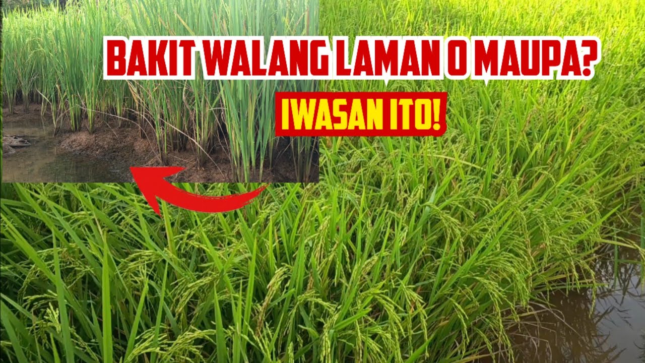 Bakit Maraming UPA ang Palay? 5 Totoong Dahilan at Siguradong Solusyon!
