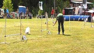 Bichon frise Teddy does agility