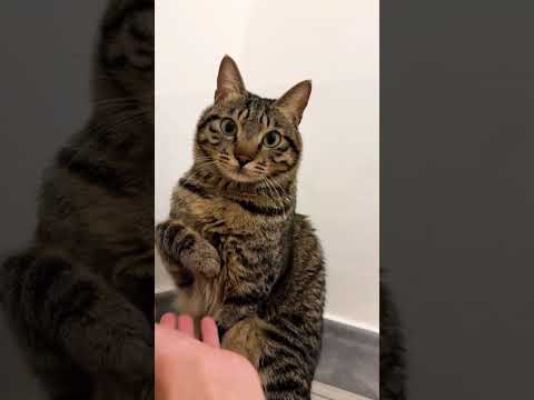 My cat queen has her own attitude #funny #foryou #cat #catlove #funnyvideo