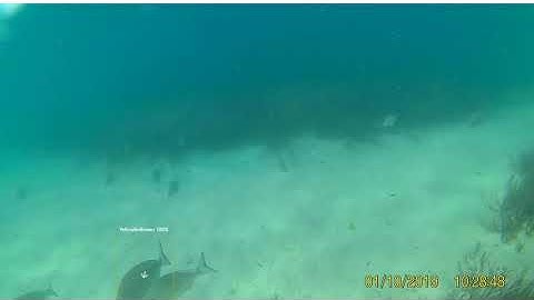 Automated fish tracking for aquatic conservation