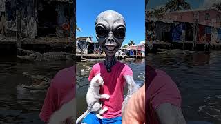 Alien Adventure 🐊 😂 | #adventure #krokodil #crocodile #alien #katze #miaumiau #sumpf #ai #shorts