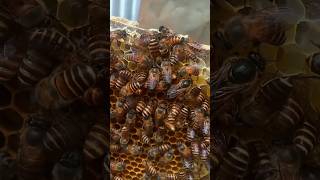 Ka Kiaw Ngap/Beekeeping in Meghalaya #kmnbeekeepingteach