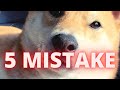5 EPIC Mistakes Dog Owner Makes That Will Ruin the Discipline