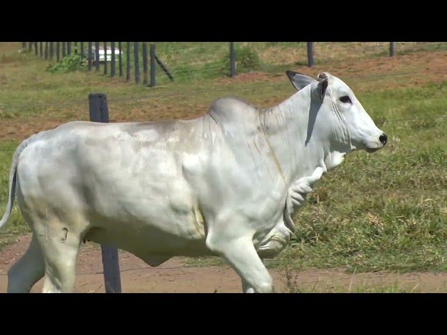 LOTE 71   WYM 453 mp4