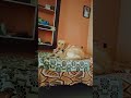 ஆமா ஆமா #shortvideo #alagi #labrador #pets #short #viralvideo #feelings #video #cute #shorts