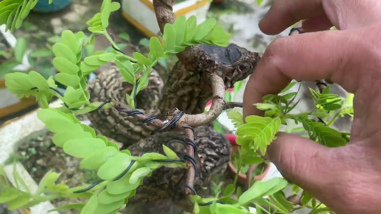 Vào dây hoàn thiện cho cây me thứ 2