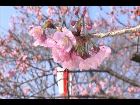 Video: Kapan Bunga Sakura Washington DC Mekar?