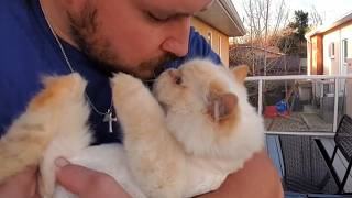 I Swore I'd Never Own a Cat – Then This Flame Point Chose Me and Changed Everything screenshot 2