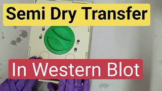 Semi Dry Transfer in Western Blot