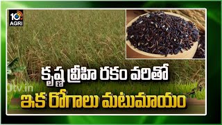 ఈ బియ్యం తింటే మీ రోగాలు మటుమాయం| High Profitable Farming 