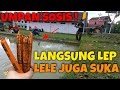 umpan mancing lele paling mudah pake sosis siap makan tinggal lep ikan auto makan