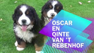 Pups van 't Rebenhof 2017
